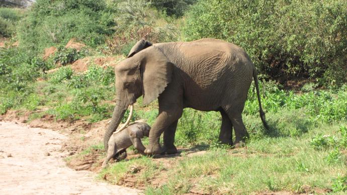 Une maman éléphant aidant son bébé à se déplacer
