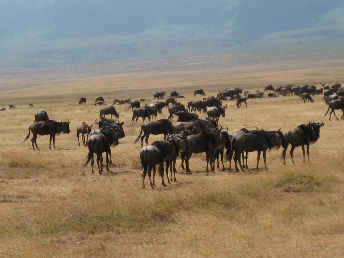 Une horde de gnous