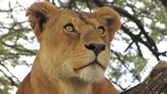 Une lionne dans la savane
