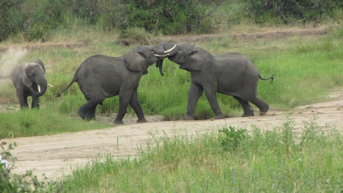 Combat d'éléphants