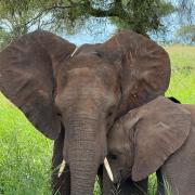 Les éléphants de Tarangire