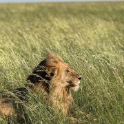 La faune du Serengeti