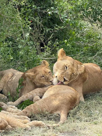 Une lionne et ses petits