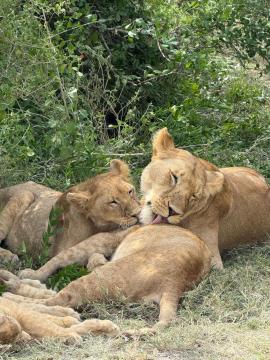 Une lionne et ses petits