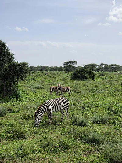 Des zèbres qui patûrent