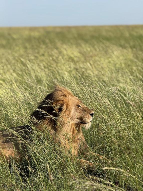 Lion solitaire