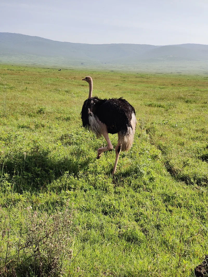 Autruche au Ngorongoro — Cratère de Ngorongoro (Tanzanie)