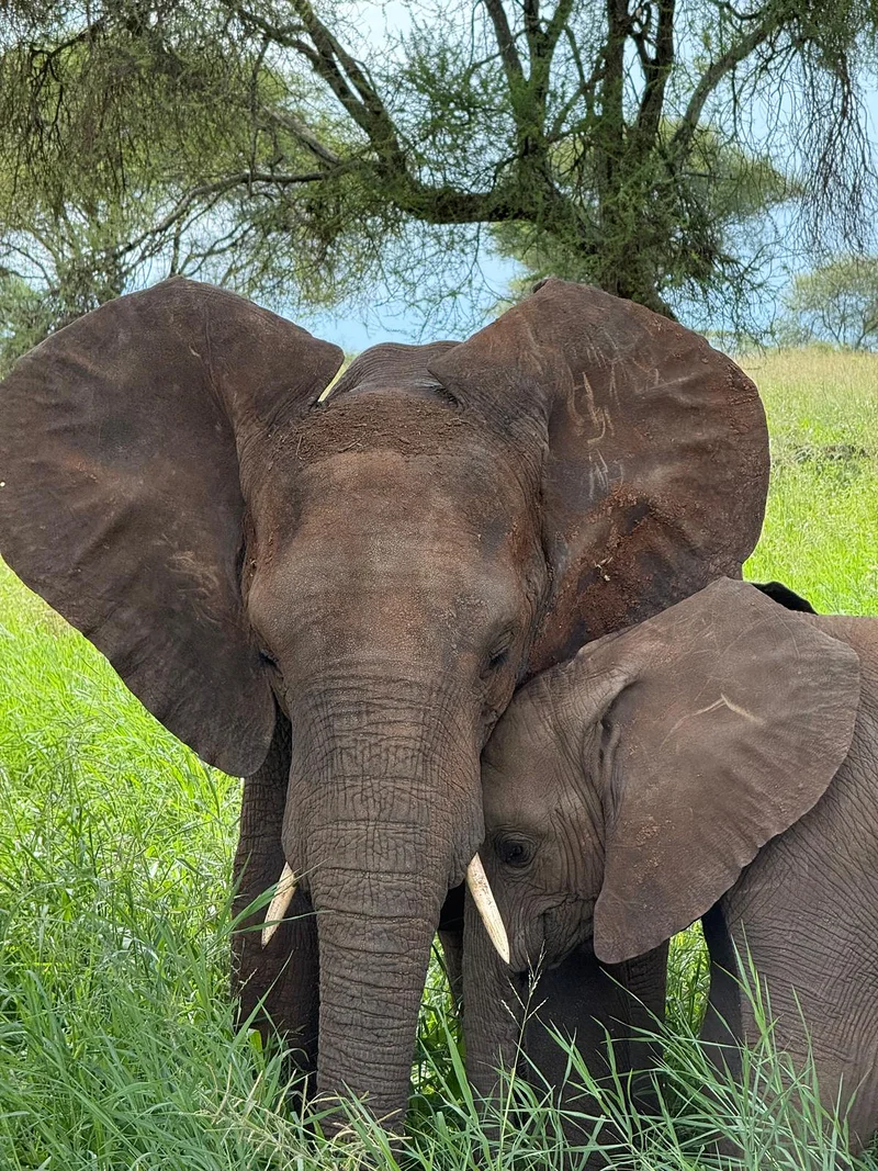 Les éléphants de Tarangire