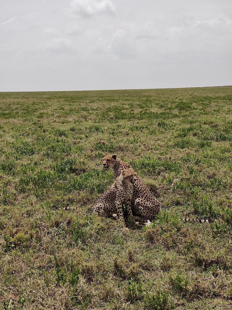 Les guépards à l'affût — Parc national du Serengeti (Tanzanie)