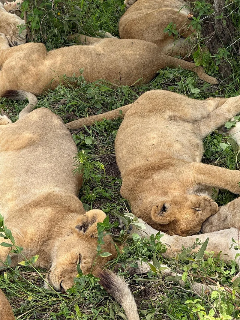 Des lionceaux qui se reposent — Parc national du Serengeti (Tanzanie)