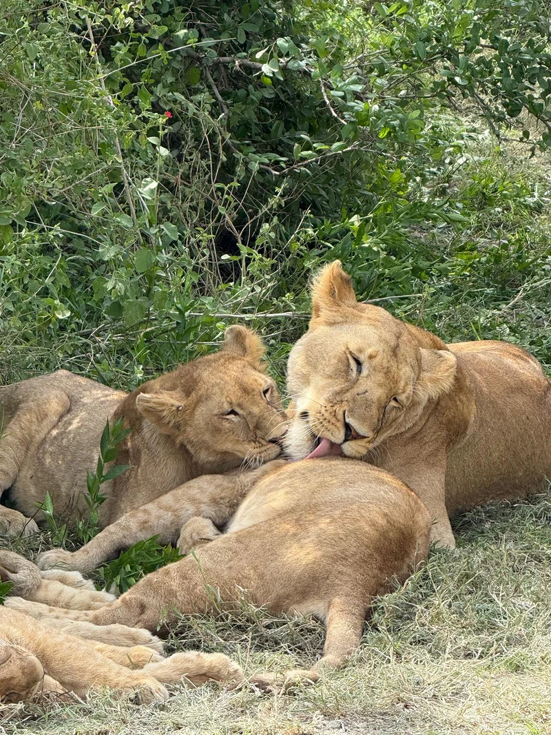Une lionne et ses petits — Parc national du Serengeti (Tanzanie)