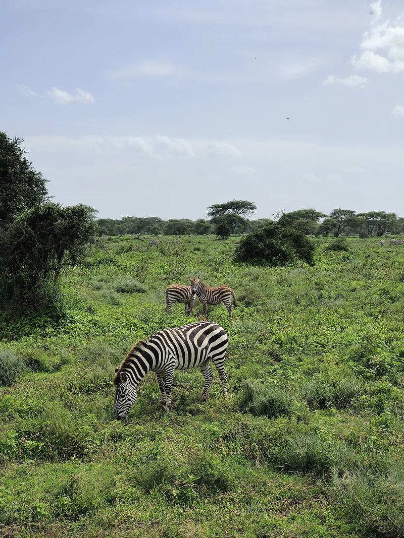 Des zèbres qui patûrent — Parc national du Serengeti (Tanzanie)