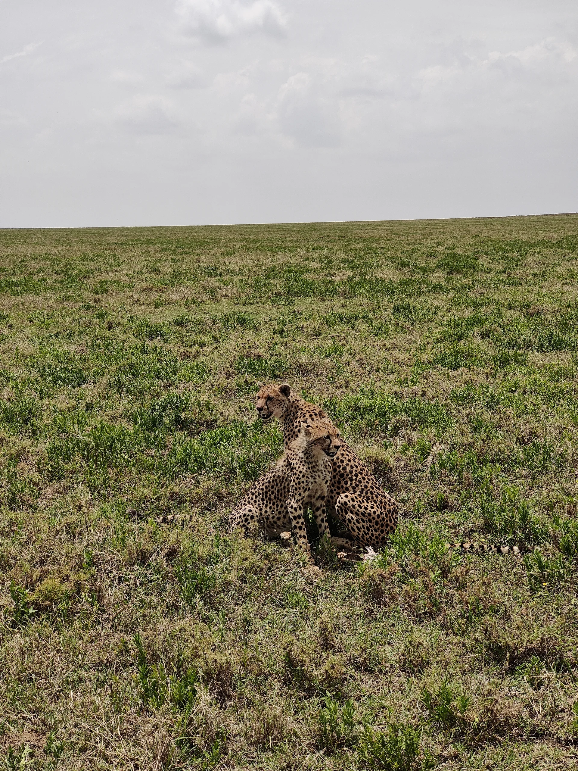 Les guépards à l'affût Les guépards à l'affût — Parc national du Serengeti (Tanzanie)