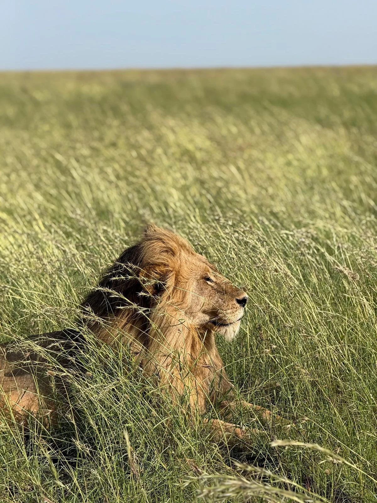 Lion solitaire Lion solitaire — Parc national du Serengeti (Tanzanie)