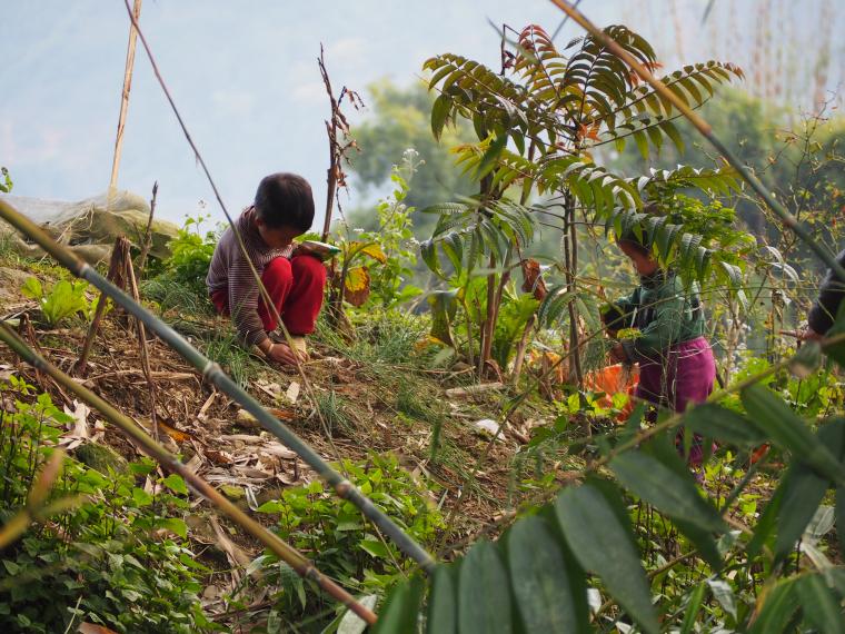 A la découverte du Nord du Vietnam