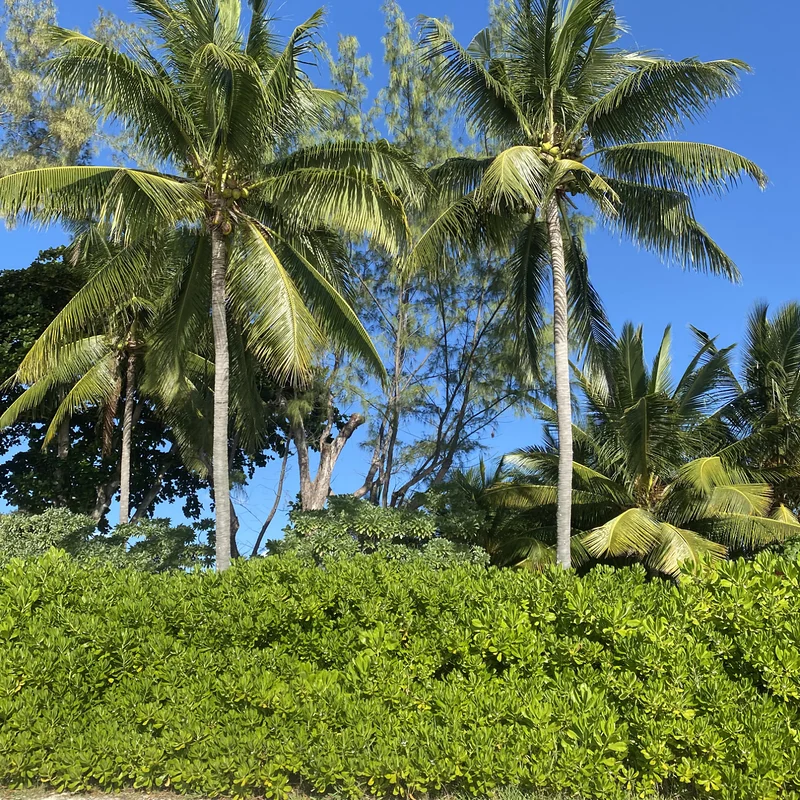 Du soleil et des palmiers