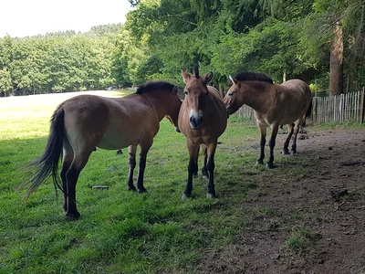 Domaine des grottes de Han