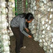 Activités économiques alternatives dans le Phnom Kulen