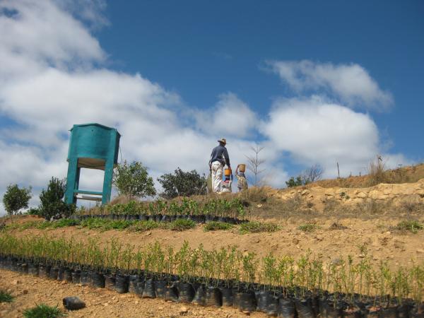 Agroforesterie sur les Hauts Plateaux malgaches