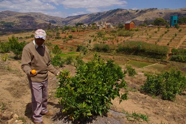 Plantation d'orangers (Madagascar)