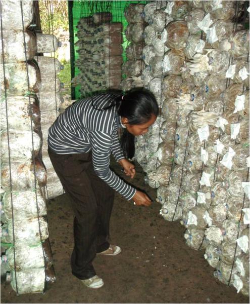Formation des habitants à la culture de champignons