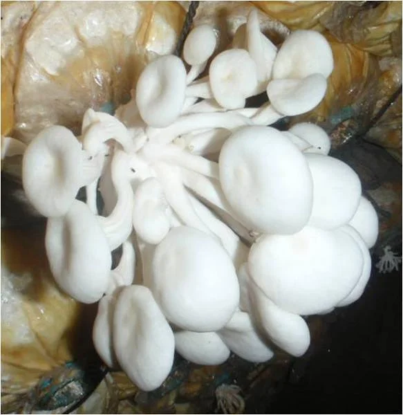 Champignonnière (Cambodge)