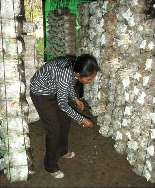Activités économiques alternatives dans le Phnom Kulen