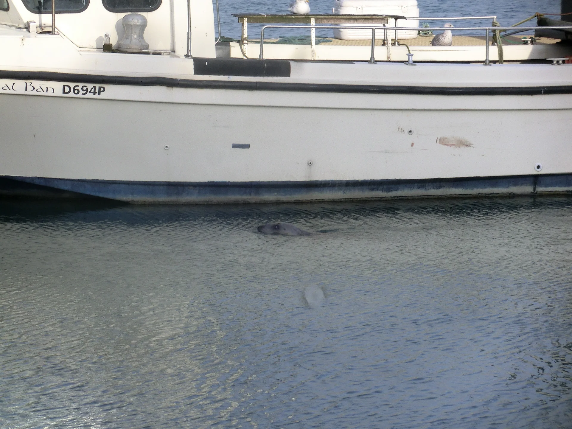 Un phoque dans le port de Howth — Port de Howth (Irlande du Sud)