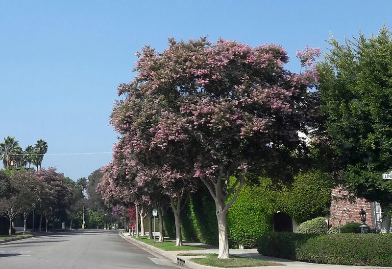 Rue arborée — Los Angeles (Etats-Unis)