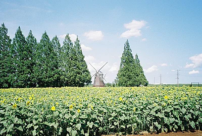Chiba