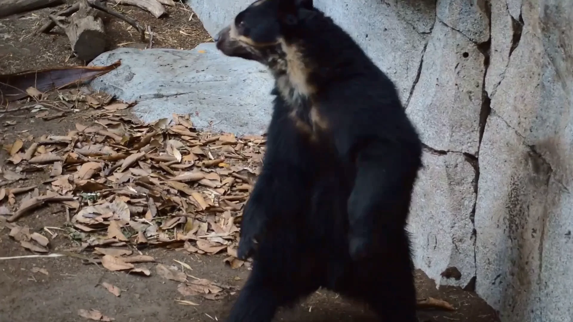 San Diego Zoo_Final.mp4