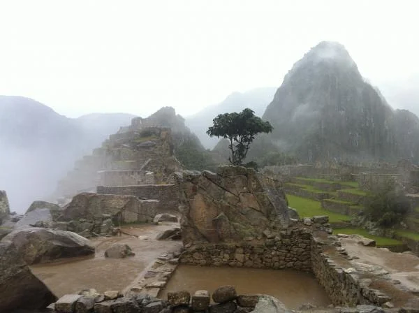 El arbol del Machu Picchu — Machu Picchu (Pérou)