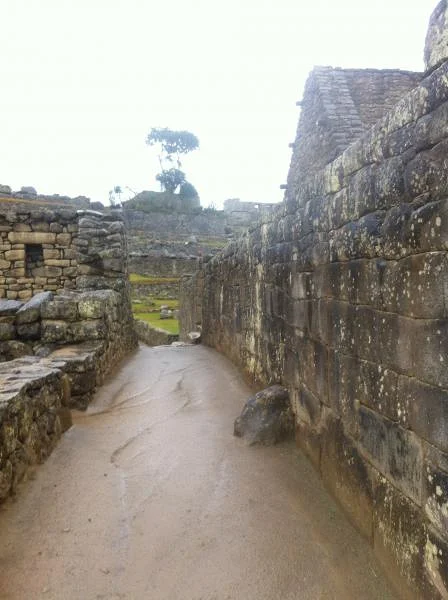 Camino y Arbol — Machu Picchu (Pérou)