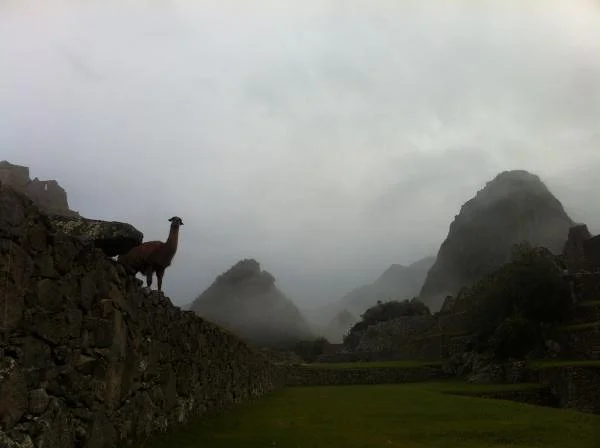 Brumes et Lama Brumes et Lama — Machu Picchu (Pérou)