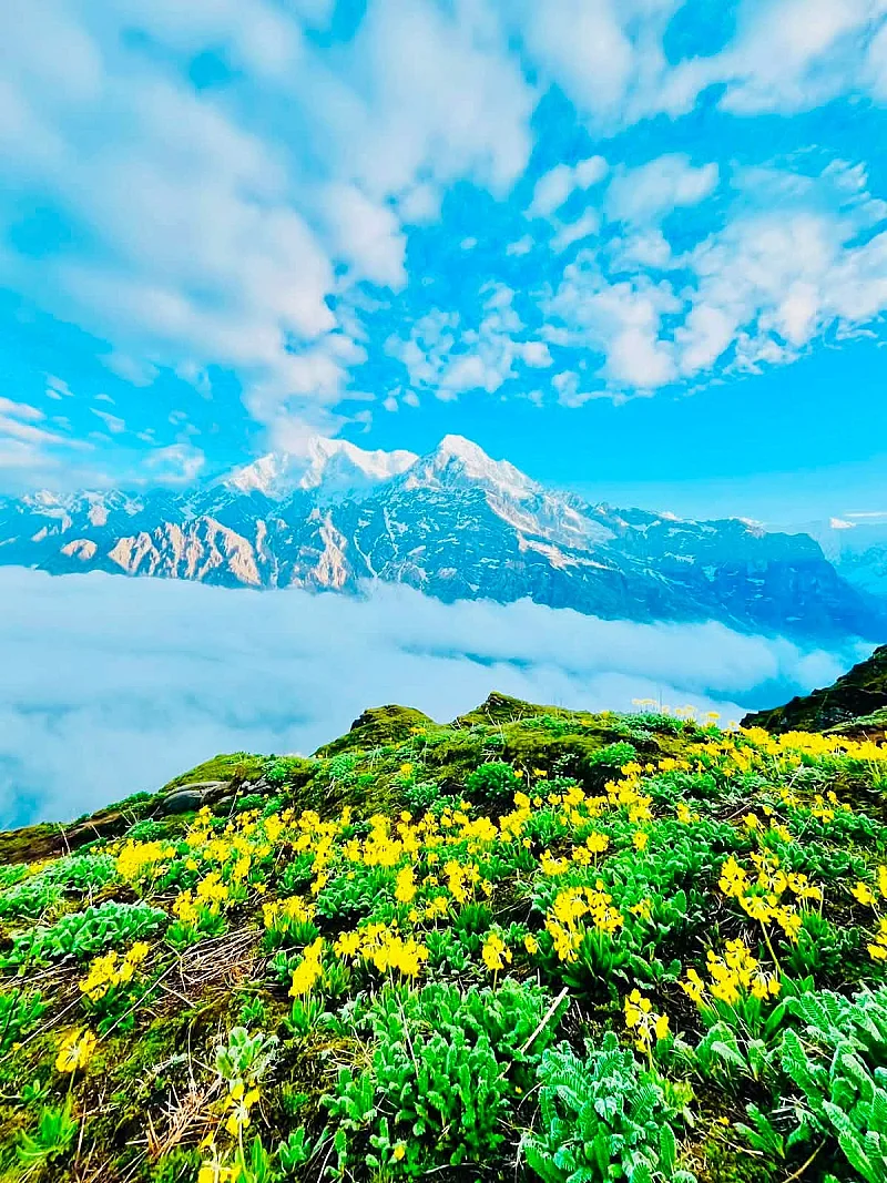 Mardi Himal beautiful flower