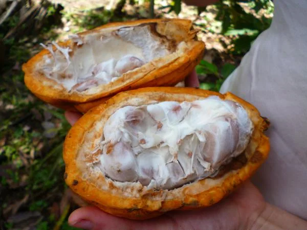 Dans la cabosse de cacao... — Tena (Équateur)