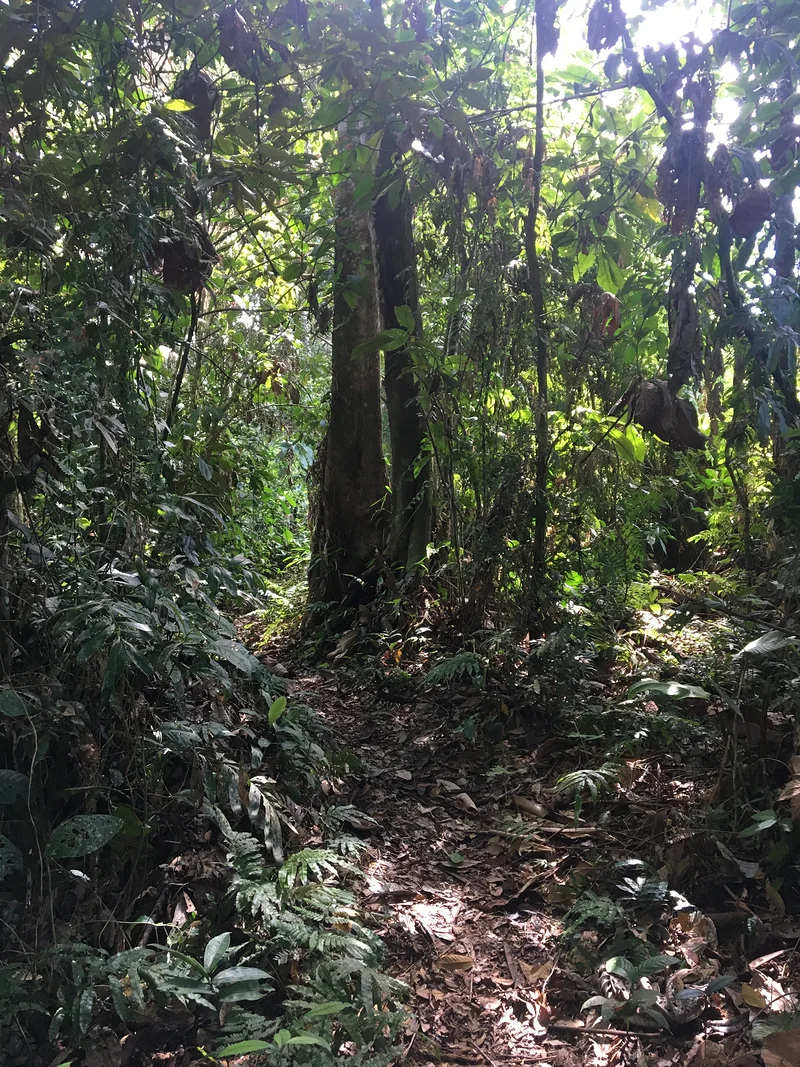 La forêt amazonienne — Tena (Équateur)