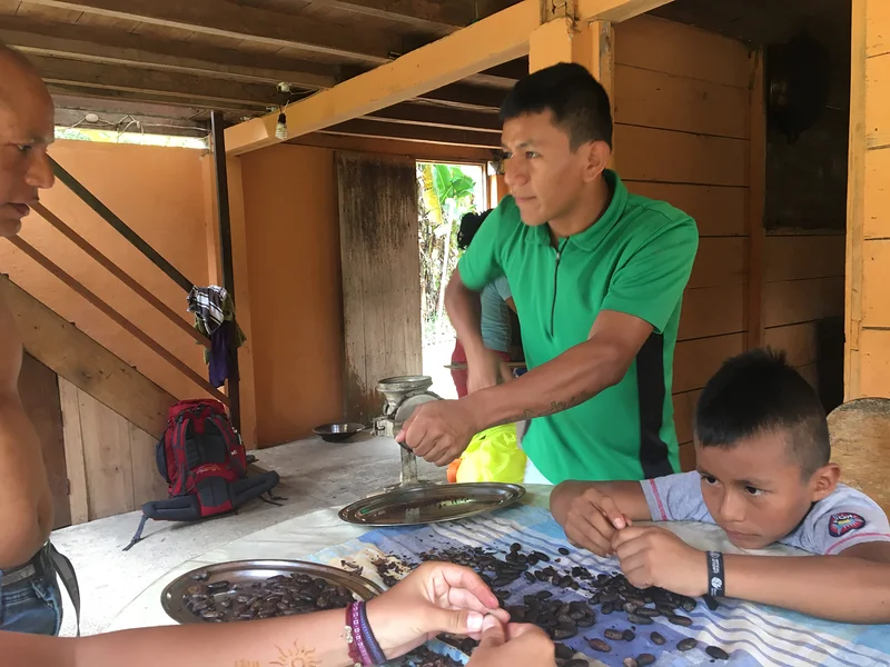 Les fèves de cacao — Tena (Équateur)