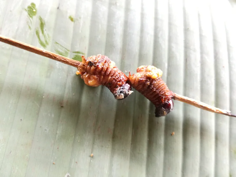 Le chontacuro, plat traditionnel très bon — Tena (Équateur)