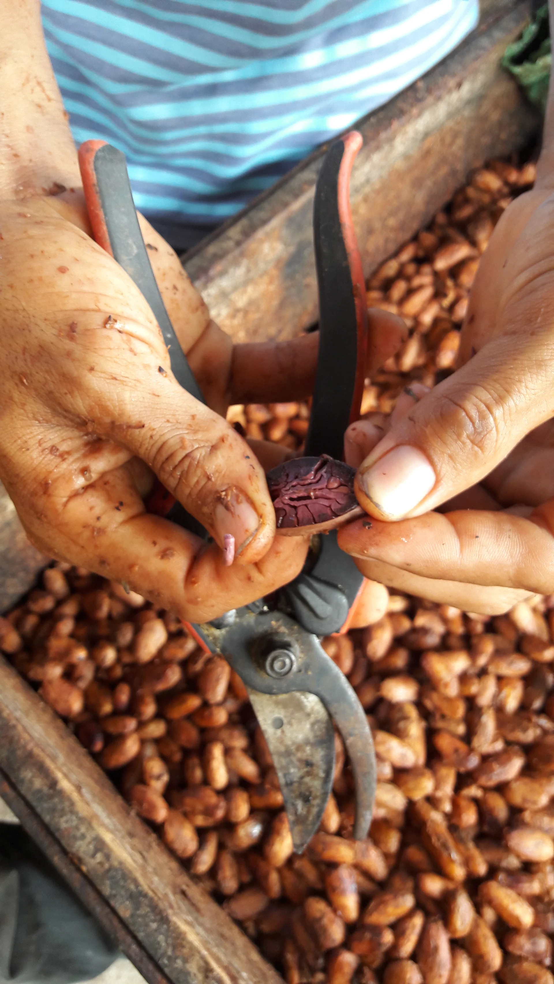 Les fèves de cacao Les fèves de cacao — Tena (Équateur)