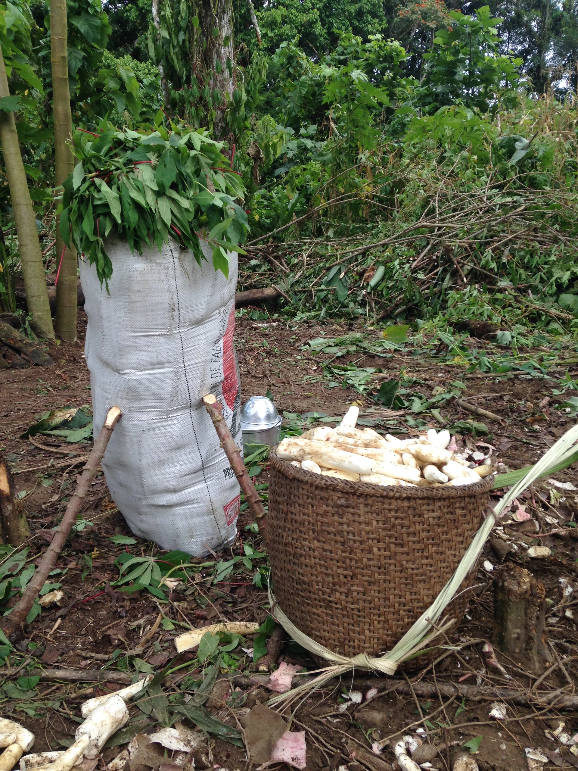 La récolte du manioc La récolte du manioc — Tena (Équateur)