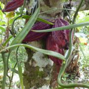 La route du chocolat en Equateur