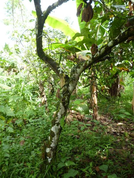 Un cacaoyer