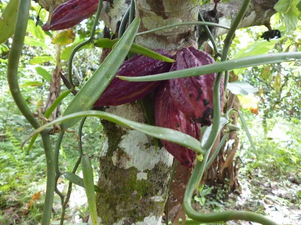 La route du chocolat en Equateur