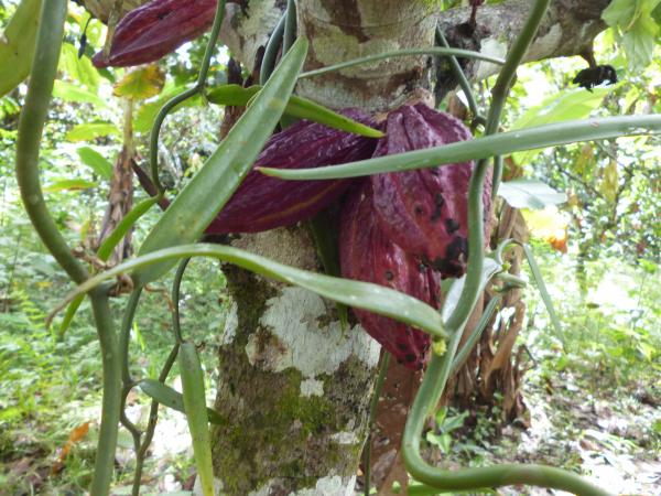 Cacao et vanille