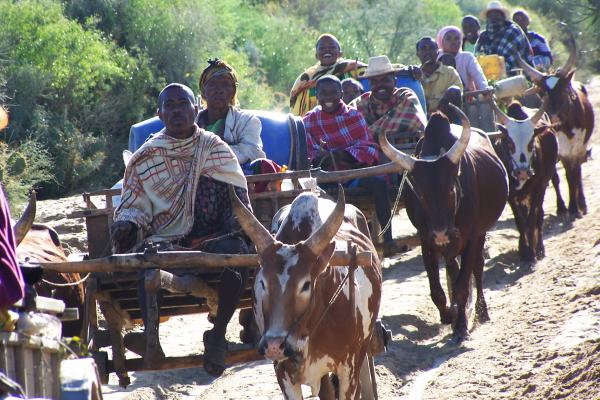 En route pour le marché aux zébus