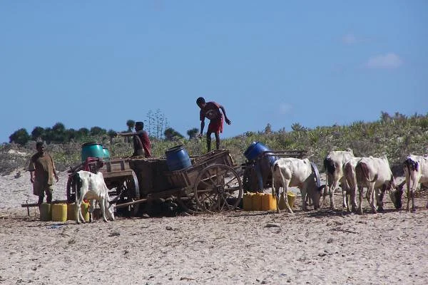 Zébus  (Madagascar)