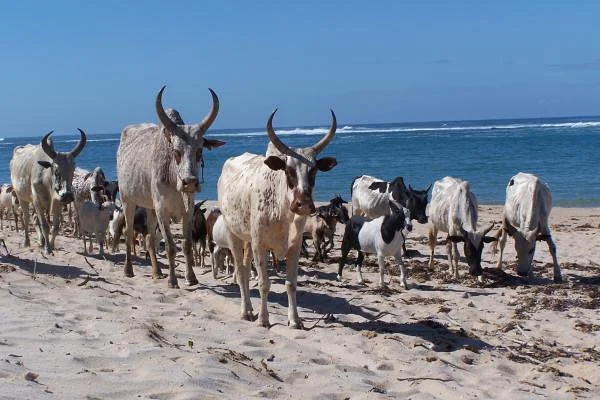 Zébus II (Madagascar)