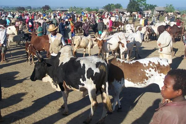 Marché aux zébus (Madagascar)