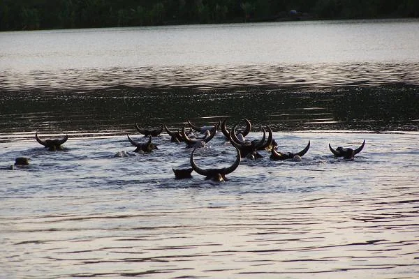 Zébus traversant à la nage (Madagascar)